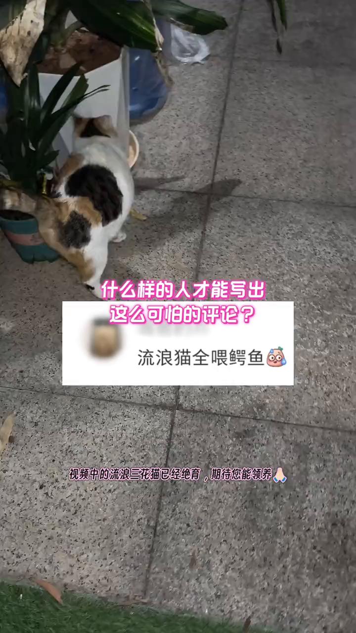 什么样的人才能写出这么可怕的评论？
流浪猫全喂鳄鱼。视频中的流浪三花猫已经绝育，