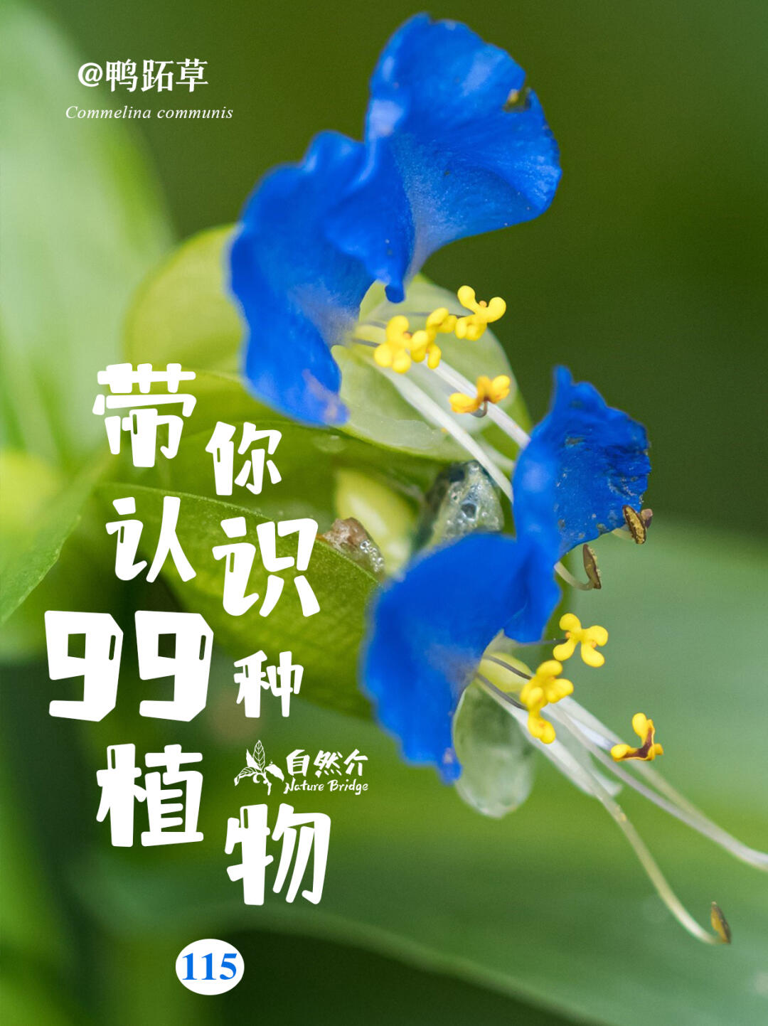 带你认识99种植物