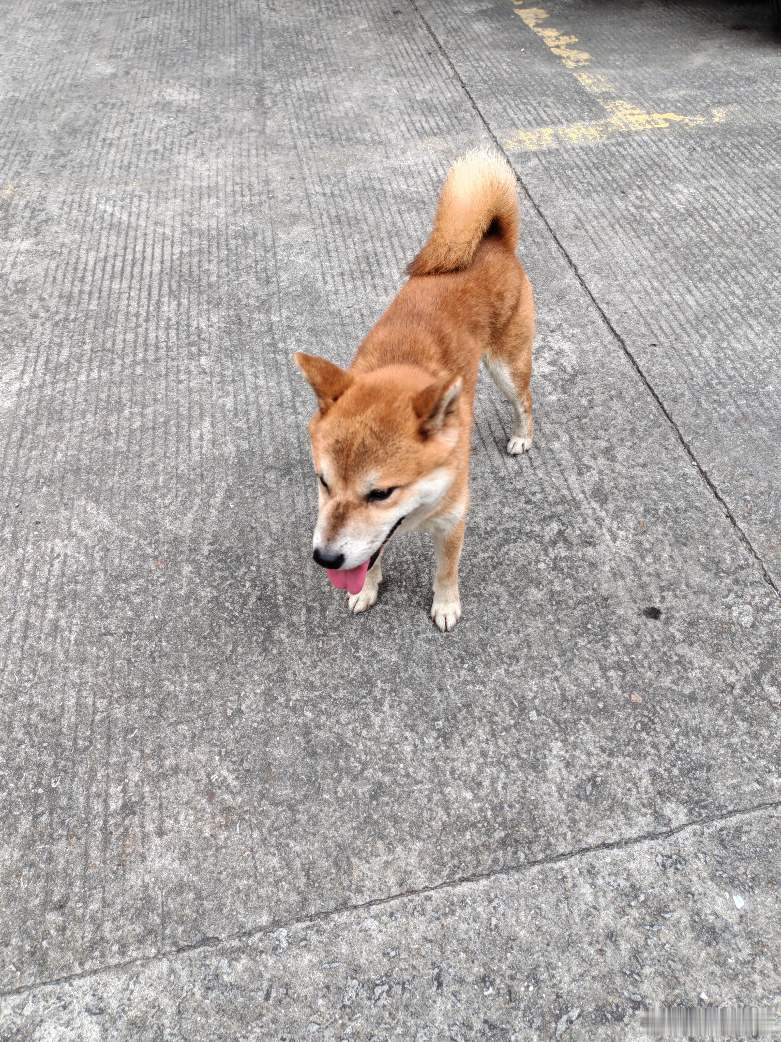 这狗狗是不是秋田犬还挺好看的见人就跟刚刚有个货拉拉司机，跟它很亲热，我还以为是它