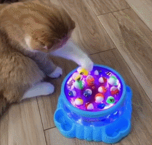 猫猫：这玩具怎么这么好玩 