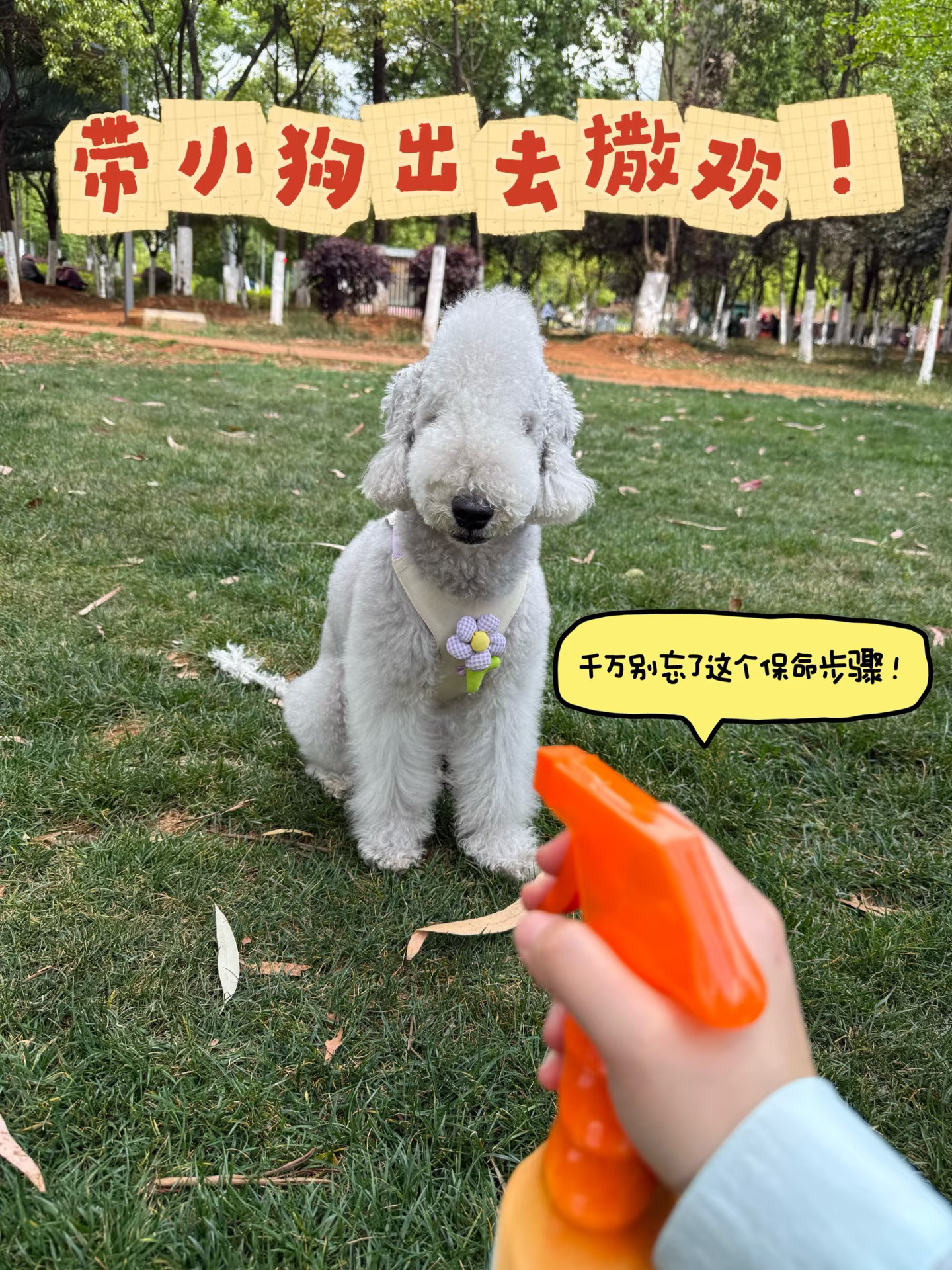 带小狗出去撒欢！千万别忘这个保命步骤🌿