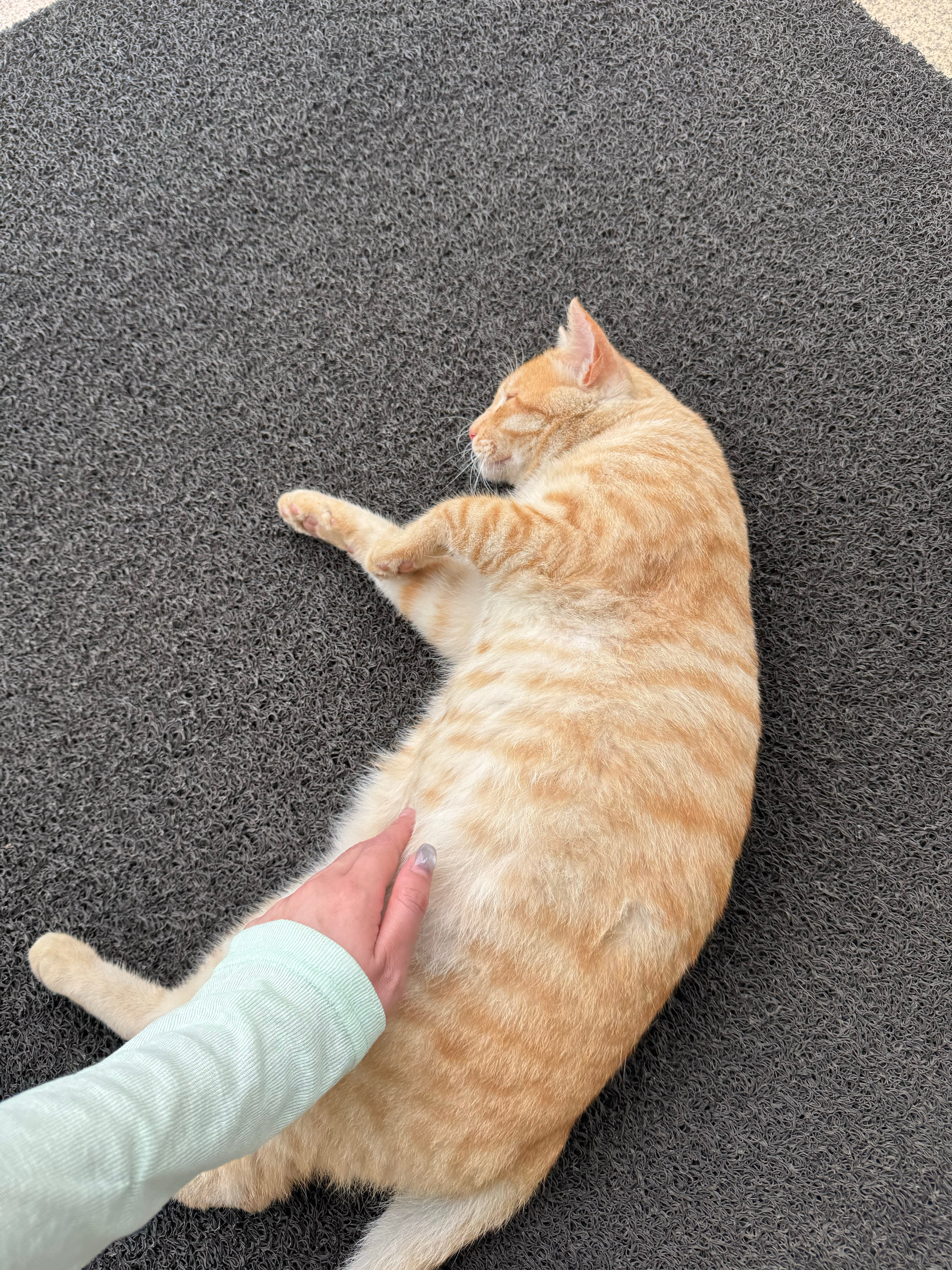 司猫🐱每天吃吃喝喝睡睡被摸摸 
