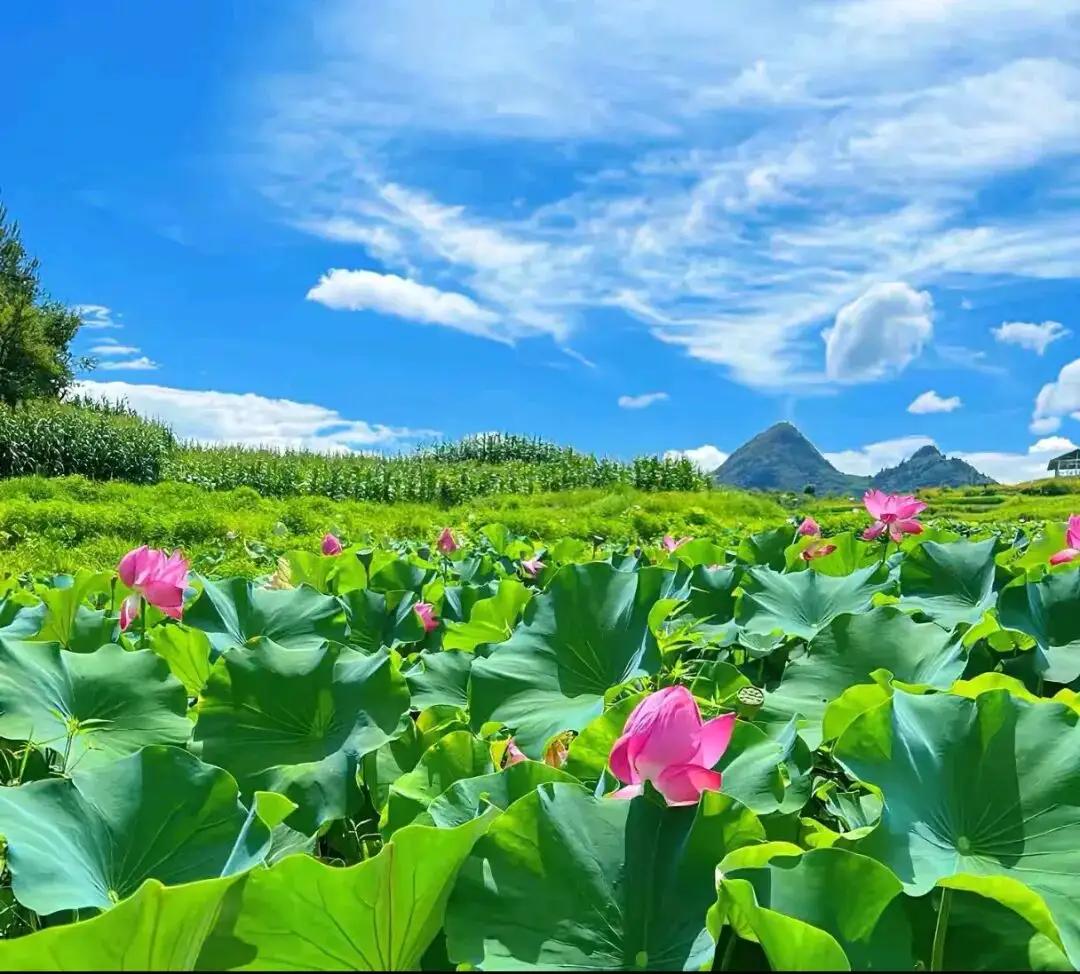 《水上的修辞》

六月的风，把水面吹皱
像一封未寄出的信，折痕里藏着暑气
而你，