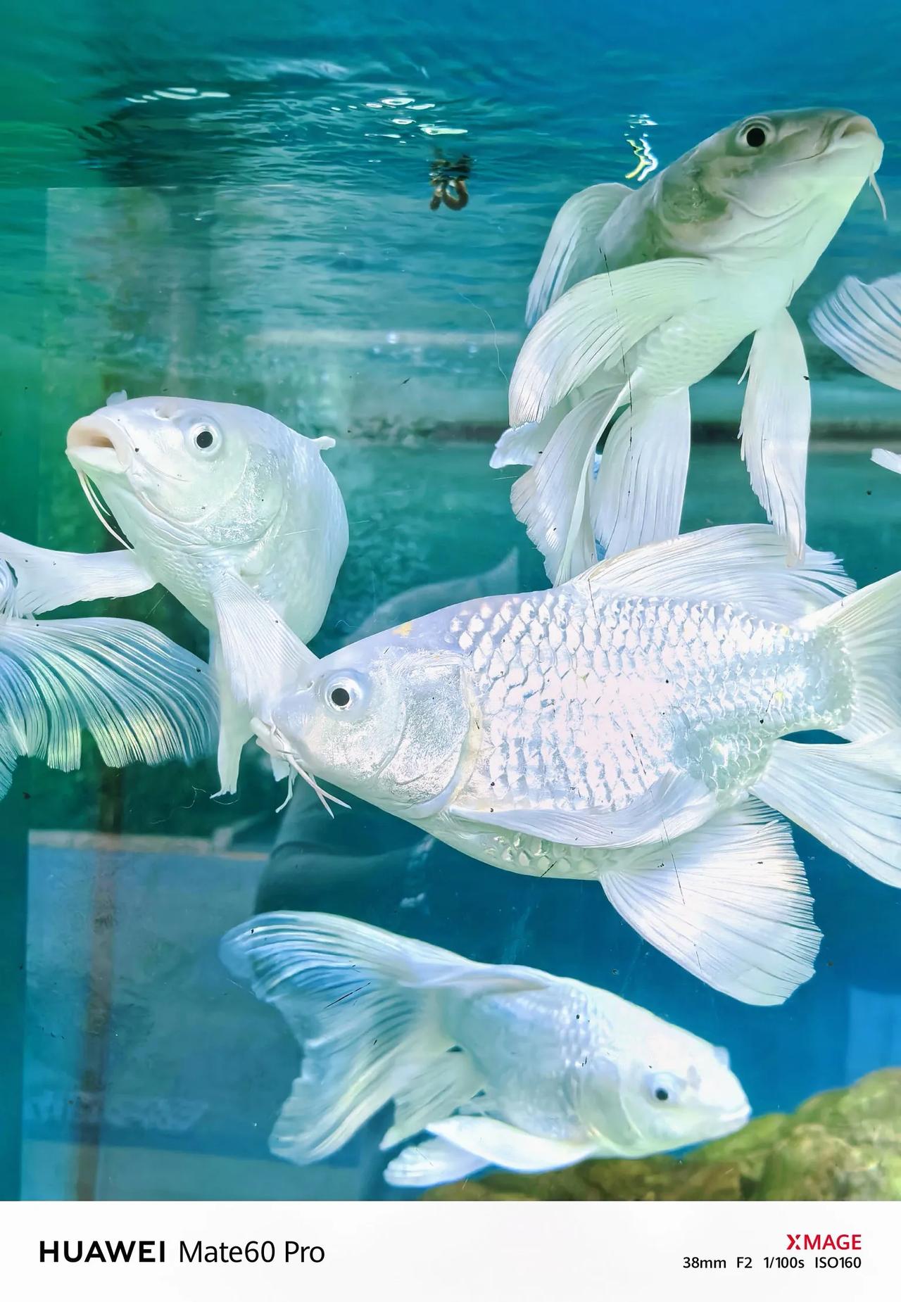 早晨，荷兰花卉小镇的店铺还没营业，一家水族馆的一池白金锦鲤格外吸引人。

白金锦