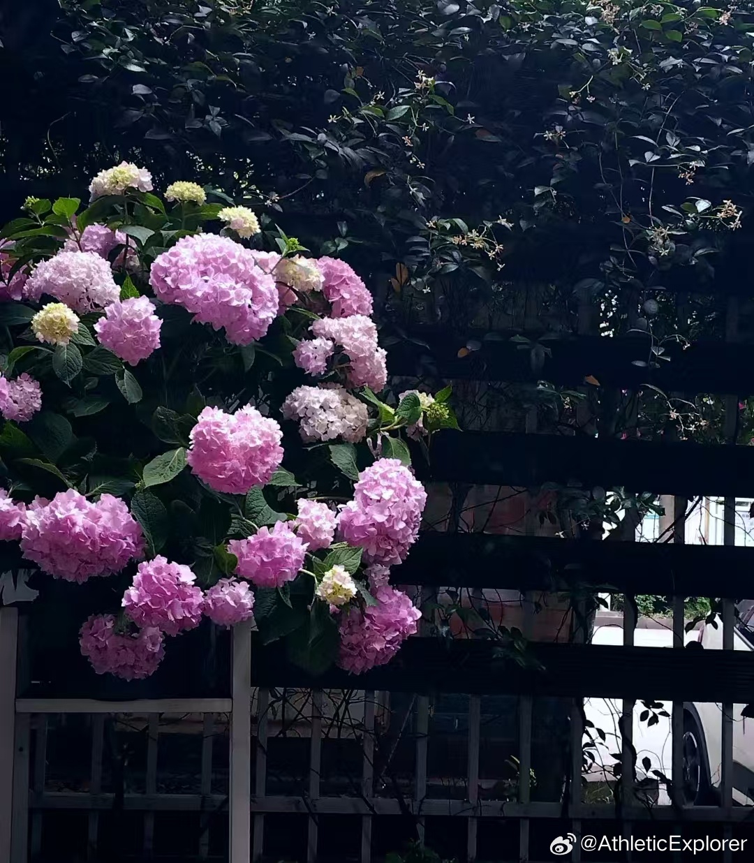 这一盆绣球怒放了 ​​​