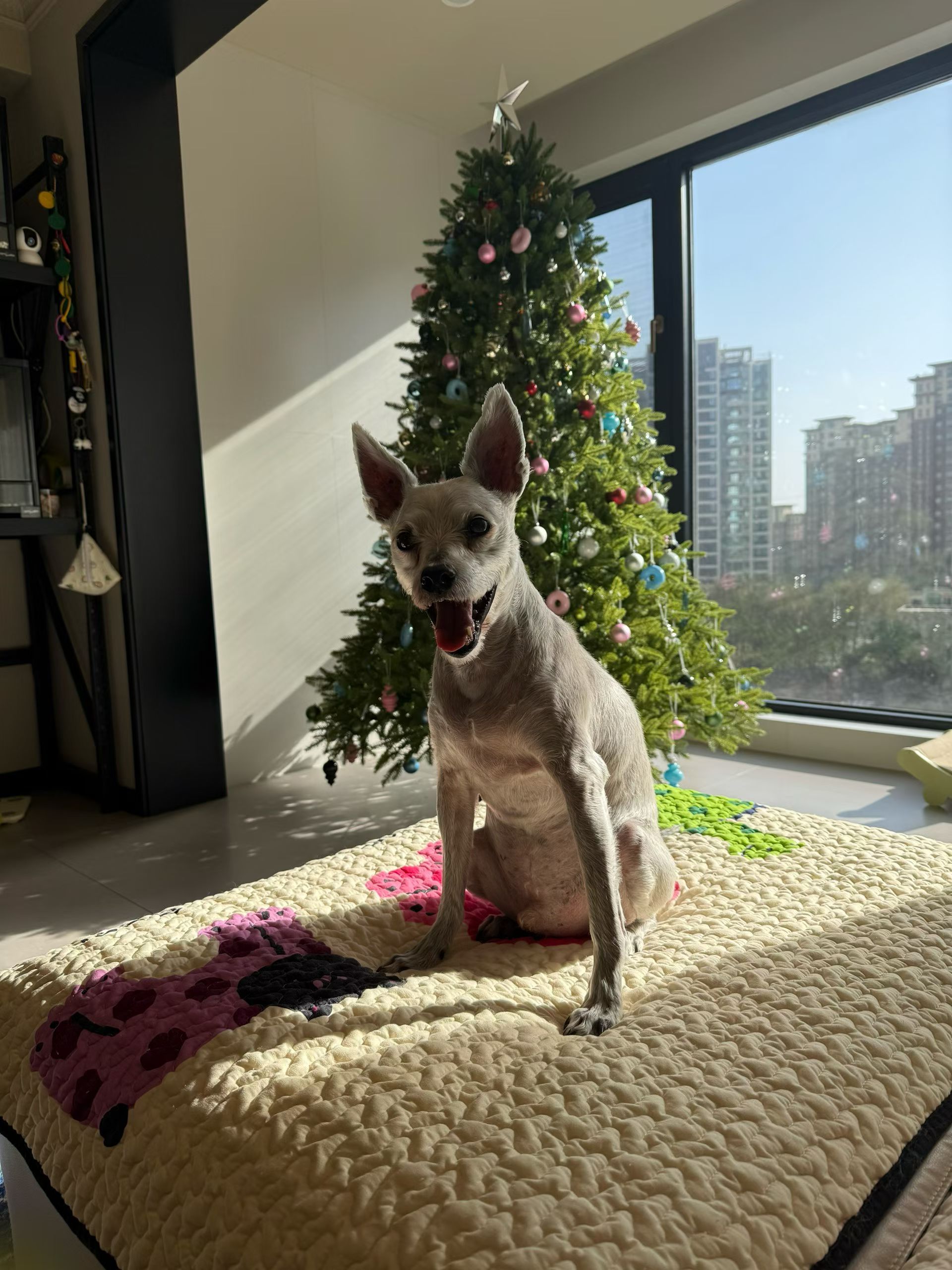 AI救我狗命朋友家养了七八只猫，两条狗！把它们当成自己孩子一样对待，不养毛孩子的