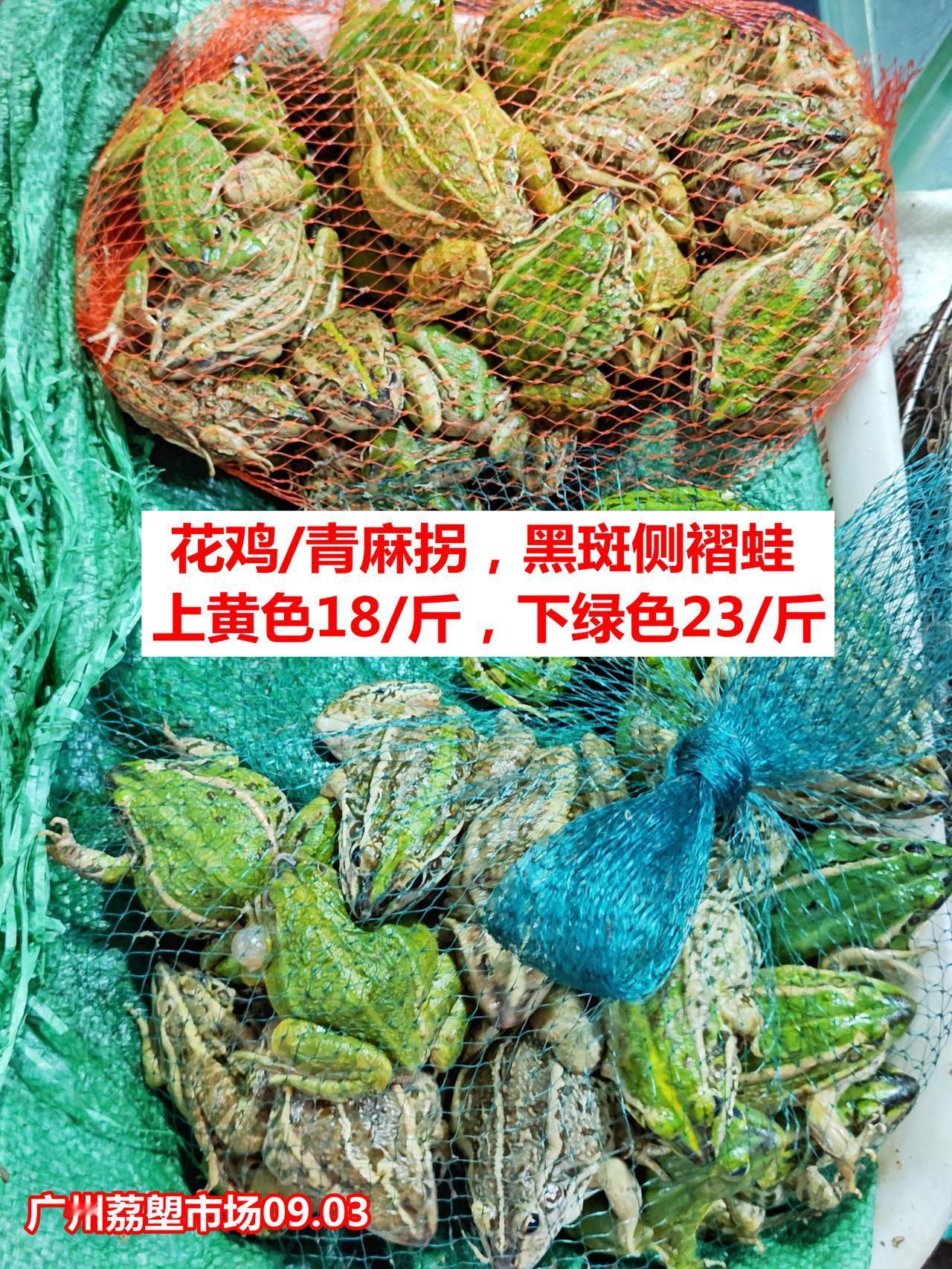 花鸡/青麻拐，黑斑侧褶蛙，黄色18，绿色23（一两规格）。

广州荔塱市场，20