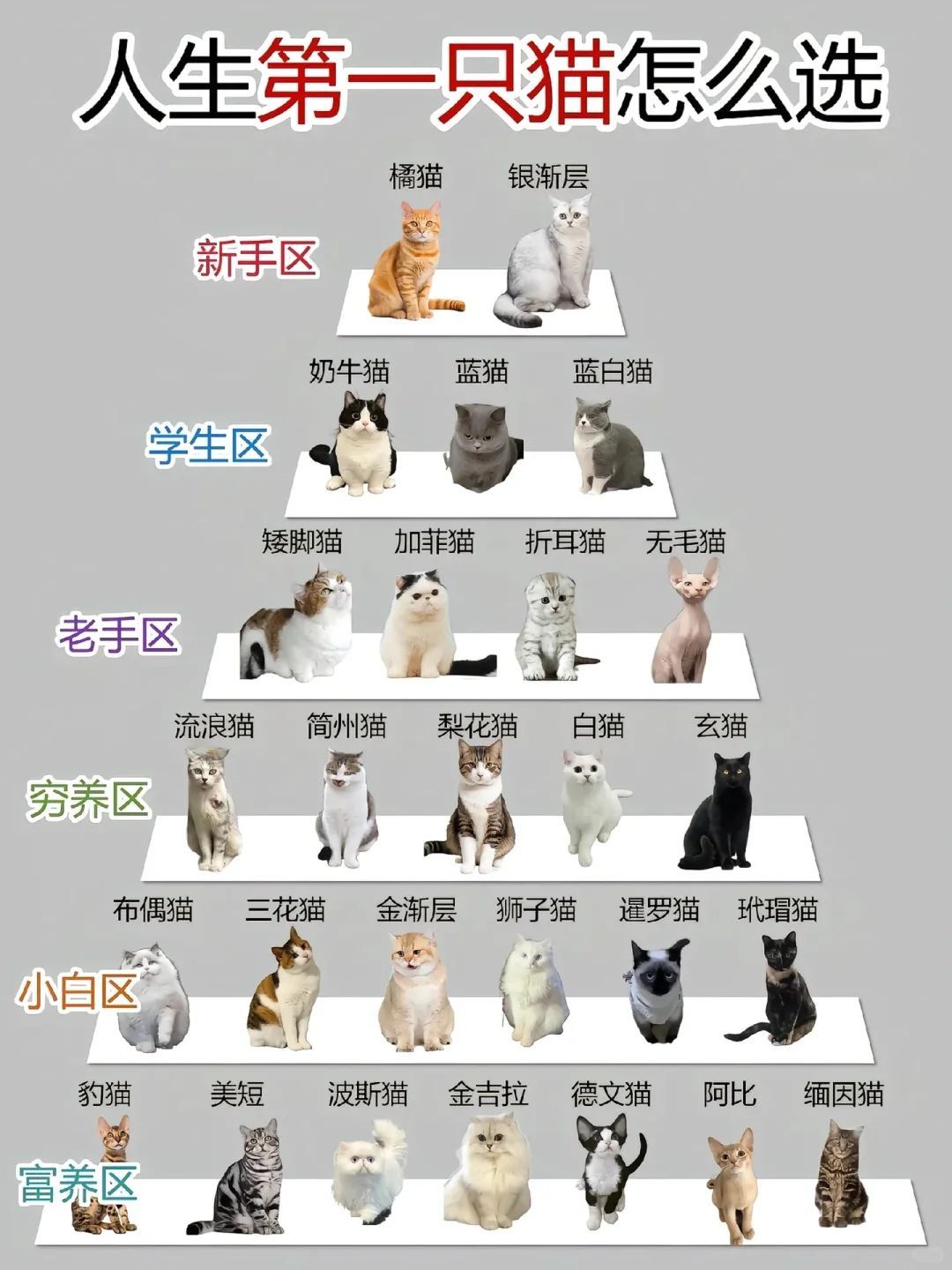早上好 猫你最喜欢哪一款？ 