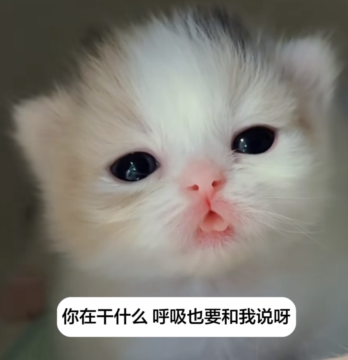 可爱咪咪 猫猫meme ​​​