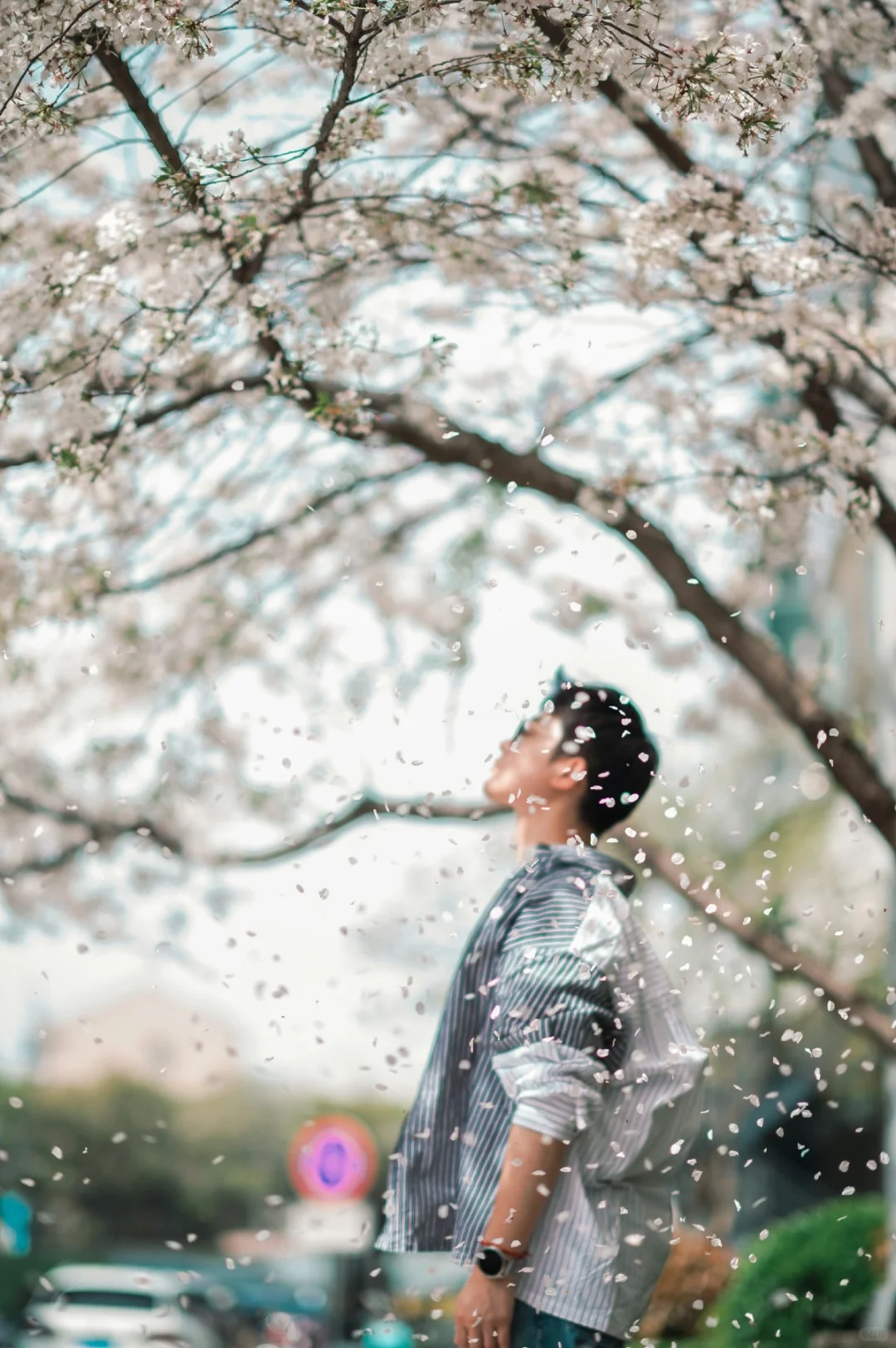 想看看你手机里樱花雨的照片