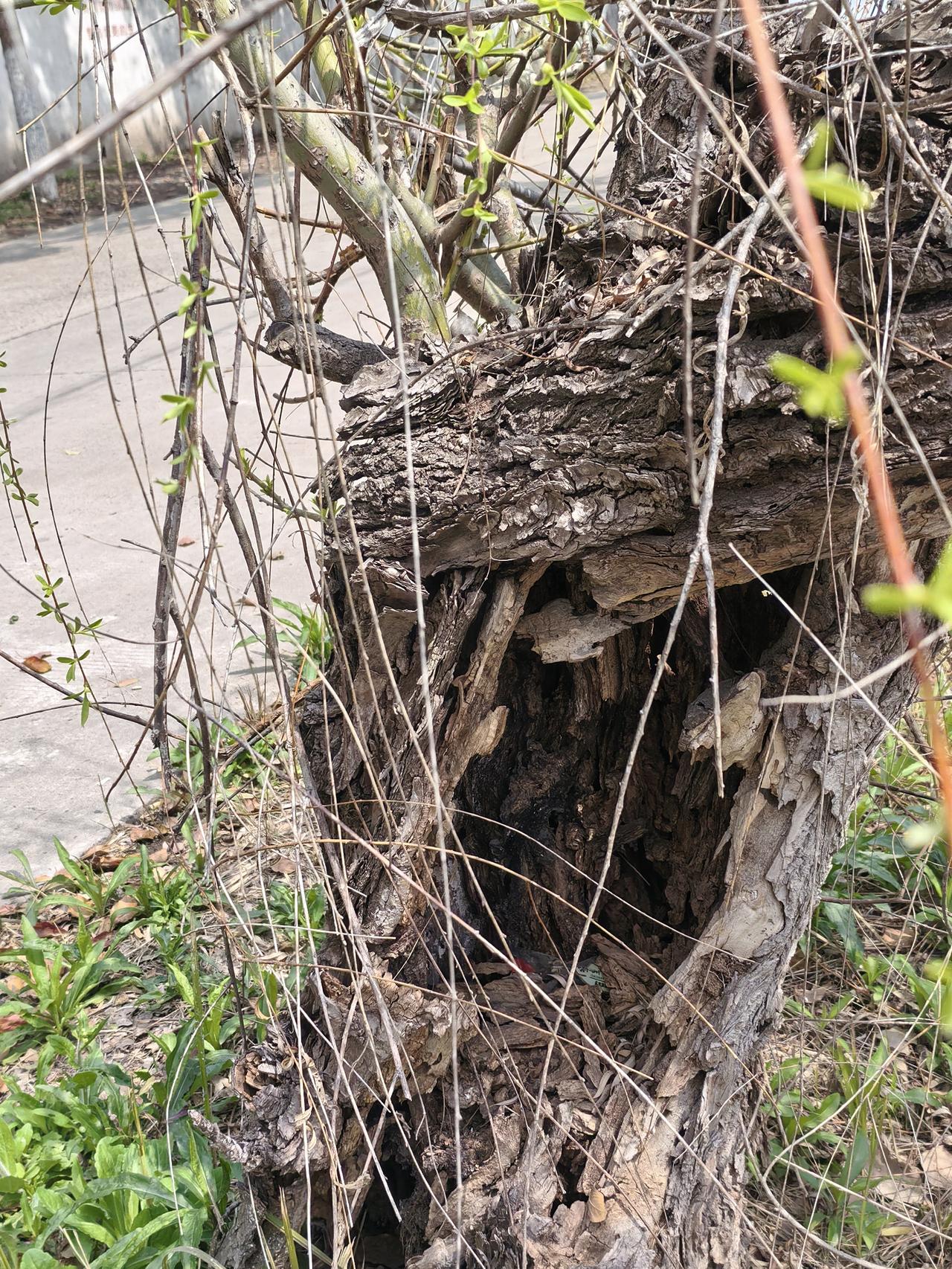 生命的顽强出乎意料
晒图笔记大赛顽强生命力的树 
今天中午，偶尔发现路边有一棵柳