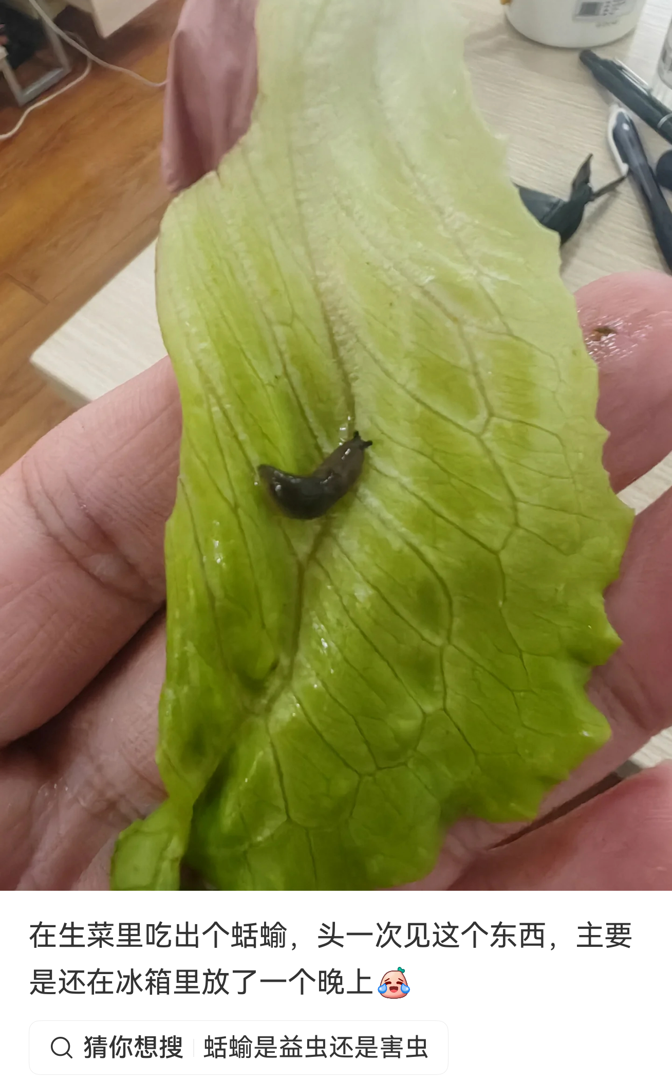 也没人和我说这生菜这么容易生虫子啊…爱吃生菜的人天塌了不过我每次都买生鲜超市里的