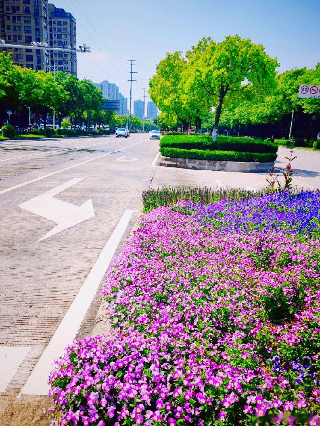随手拍 路边的花开，让路人耳目一新……我的日常plog用眼睛寻找美丽江南天天拍江