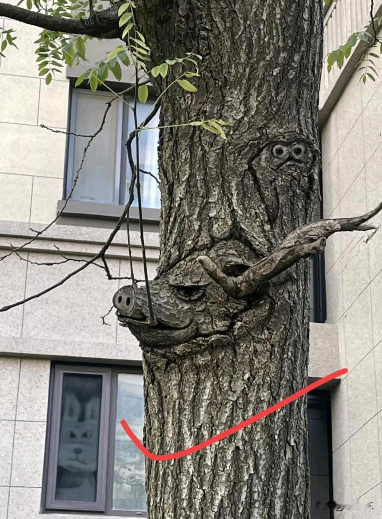 上面断掉的枝干形状，像不像一只小猪？