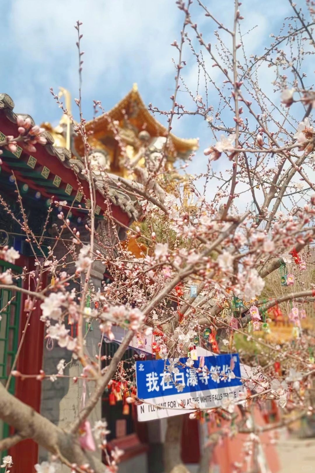 白瀑寺实况桃花，天津出发最美寺庙赏桃花