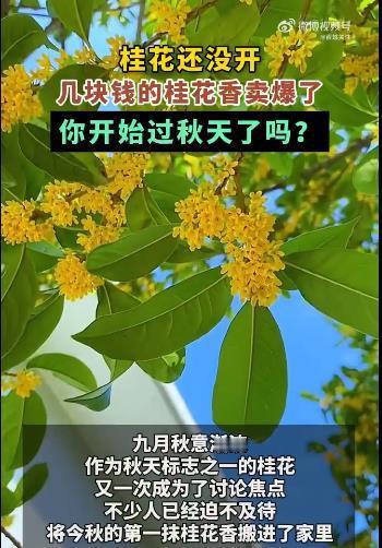 #北方人对桂花的执念有多强#桂花，是北方人的一种情怀，一种记忆。每当秋天来临，空
