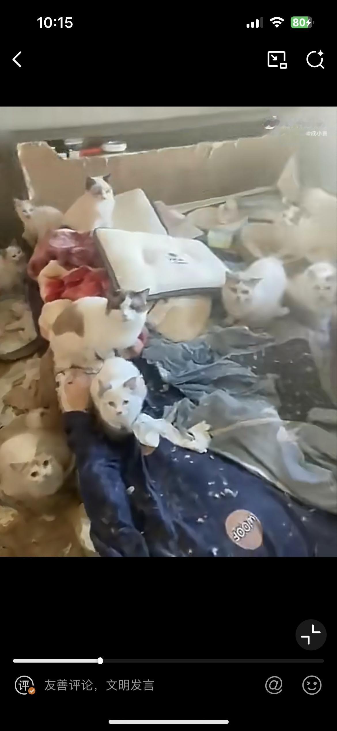 这个房东要崩溃了，租客在房子里养了好几十只猫，开启了动物农场。猫爪子把整个房子刨