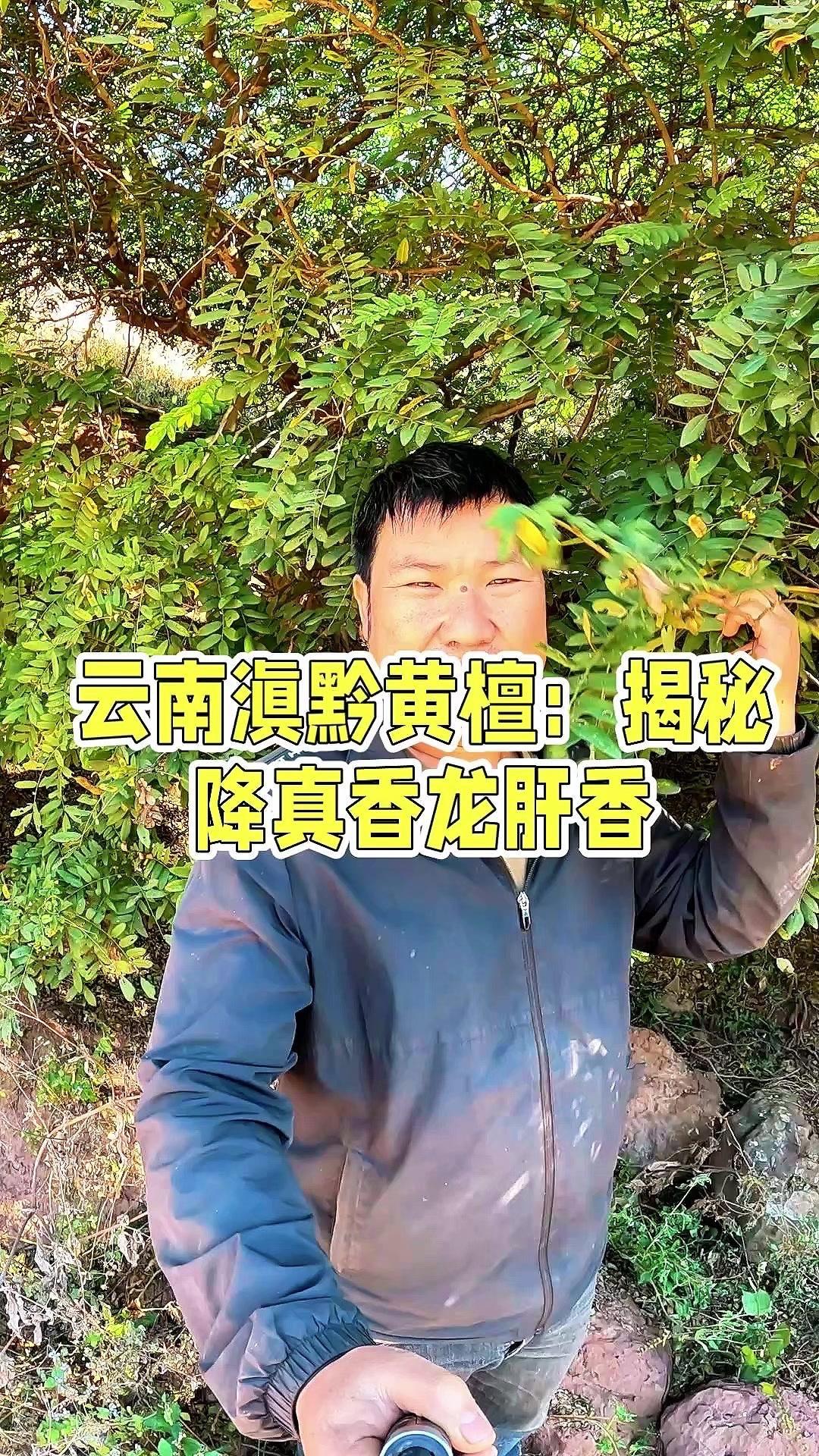 山里发现的“香中珍品”，滇黔黄檀你认识吗？
🌳这棵看似普通的树，结的香可是“降