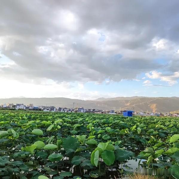 《唐多令·夏景》
 
荷影漾汀洲。薰风拂画楼。听蝉声、漫度林丘。
一枕清阴消溽暑