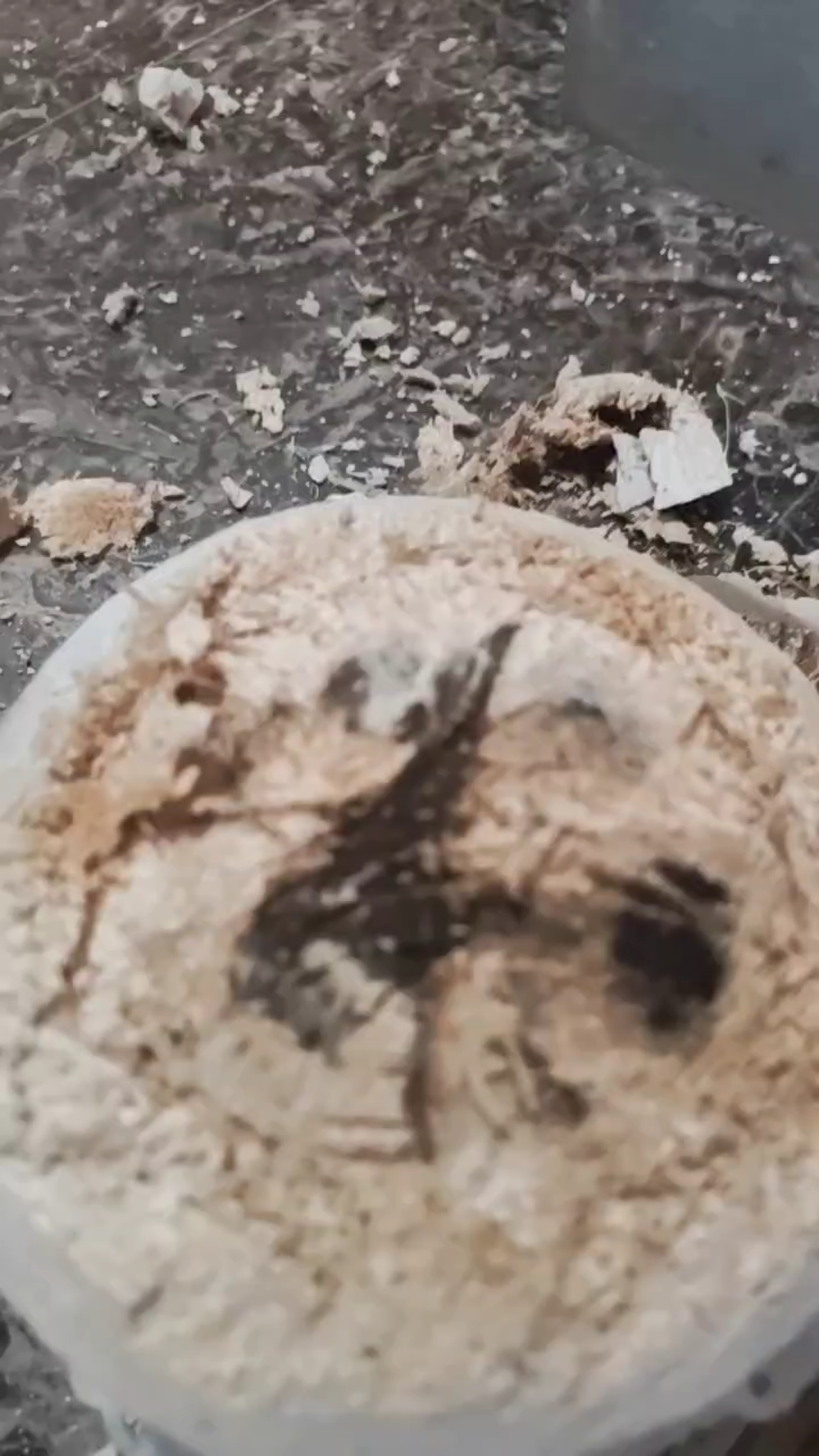 大半夜的想喝椰子水求 求开🥥的方法