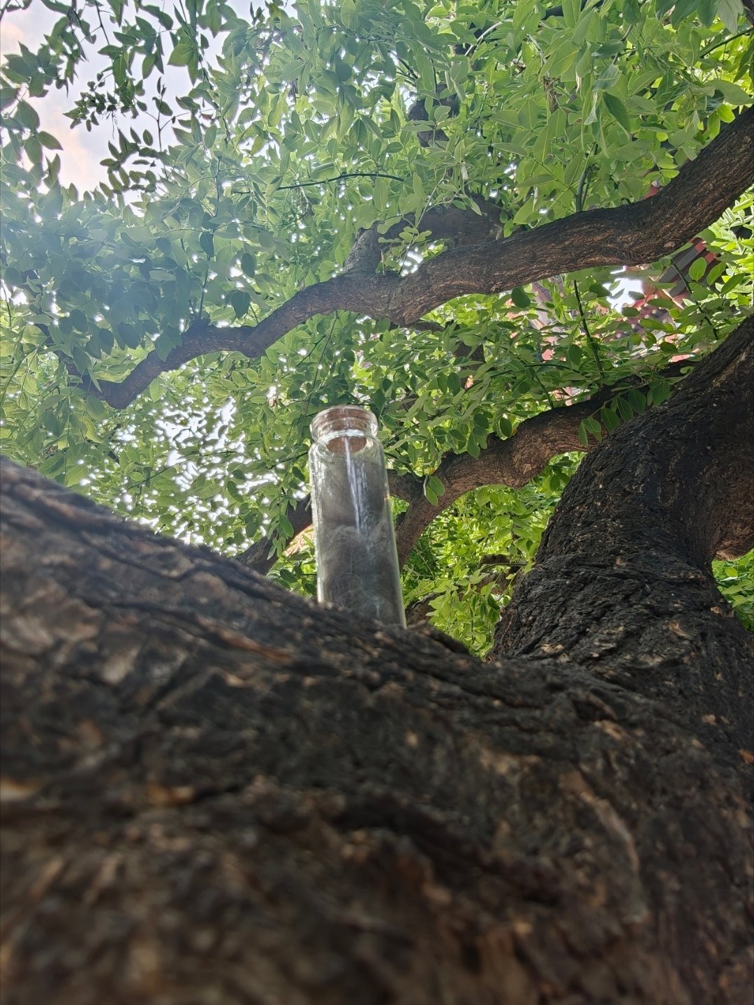 我说十五变成了小狗鬼。小圆说不好听，要叫小狗灵。今天是十五变成小狗灵的十四天。我