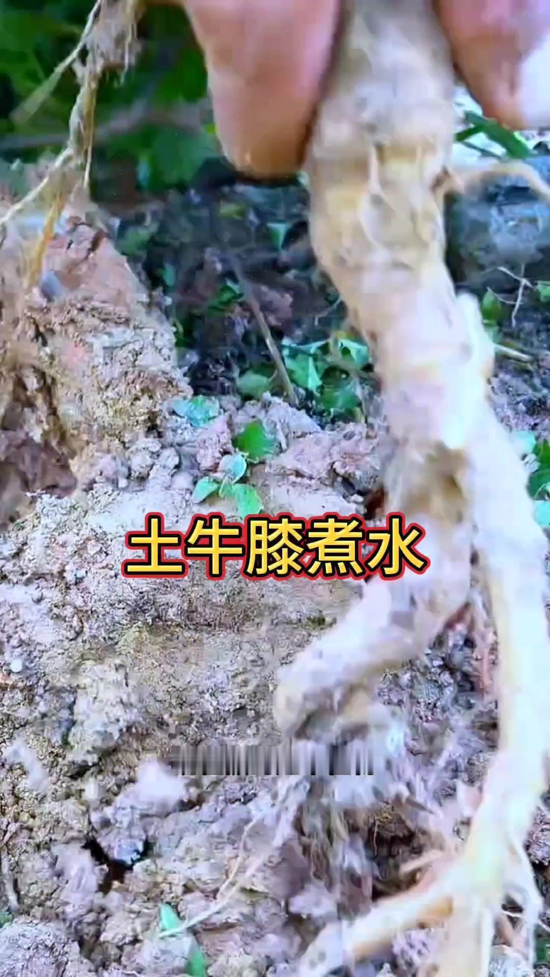 👀今天给大家分享一种植物——土牛膝，它也叫倒扣草，是山坡路旁很常见的一种植物。