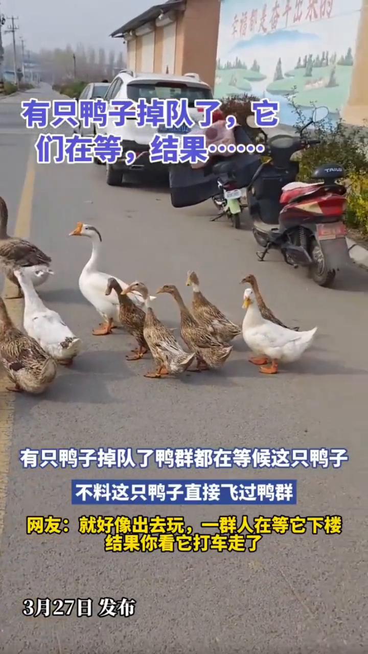 有只鸭子掉队了，它们在等，结果......
有只鸭子掉队了，鸭群都在等候这只鸭子