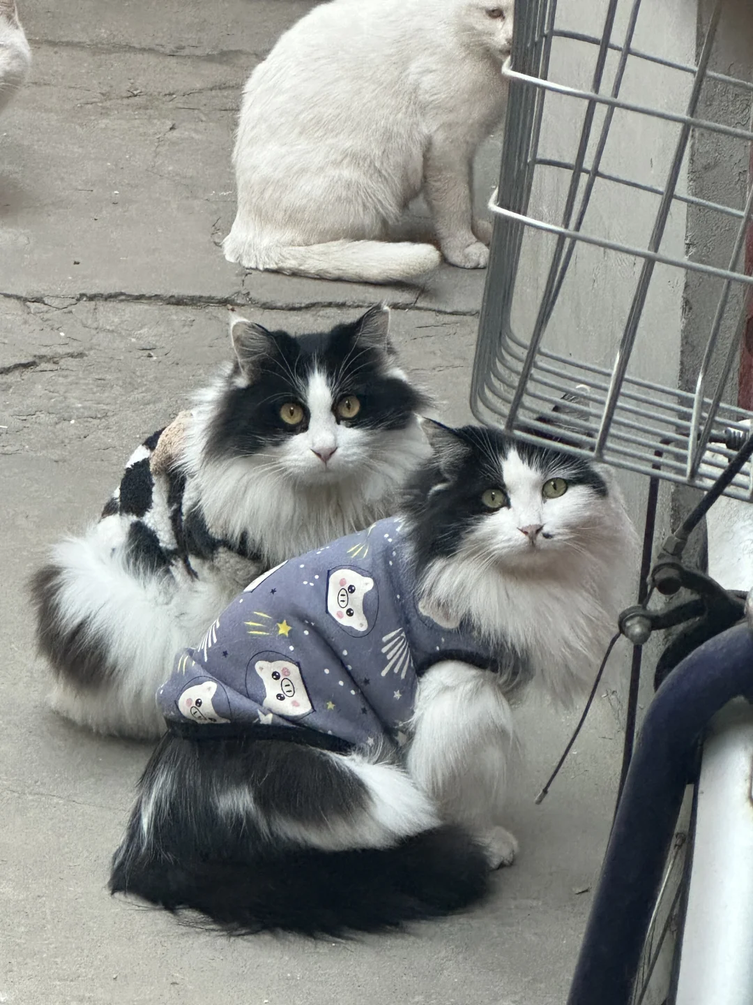 都说：北京的猫怎么这么好看！