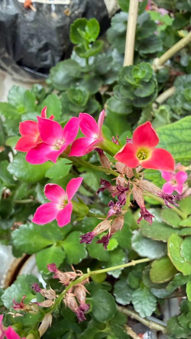 花美不分大小 