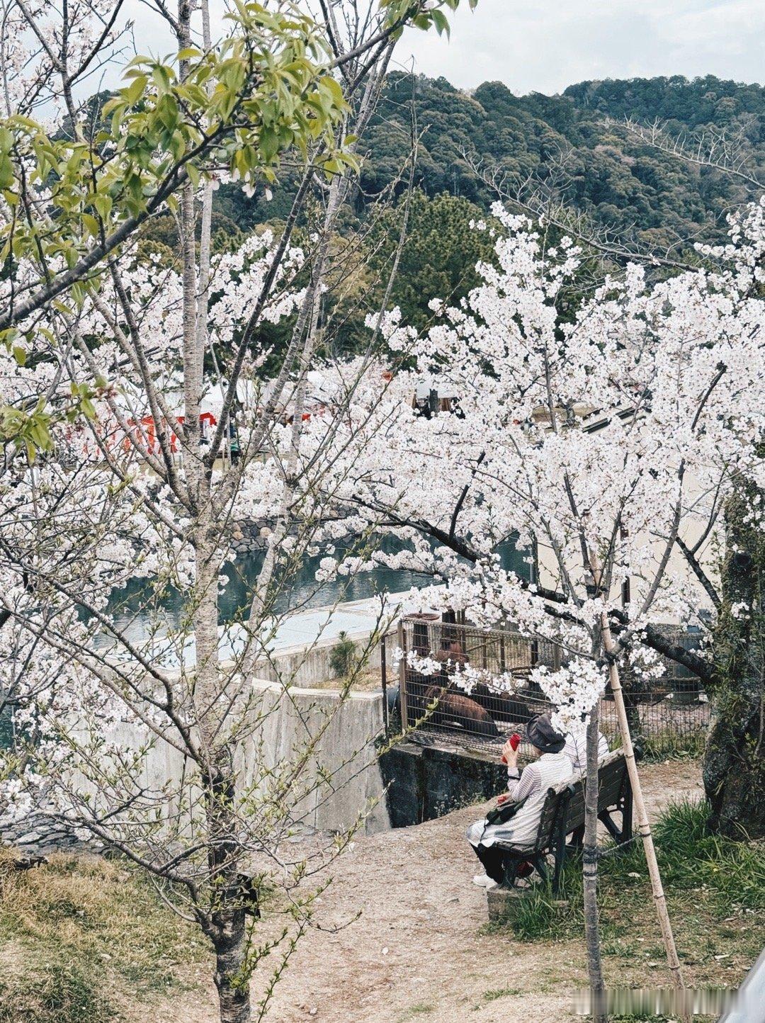 ㊗️京吹3 首播了， 回来了，都回来了[哇] 15年因为京吹第一次来宇治，时隔多
