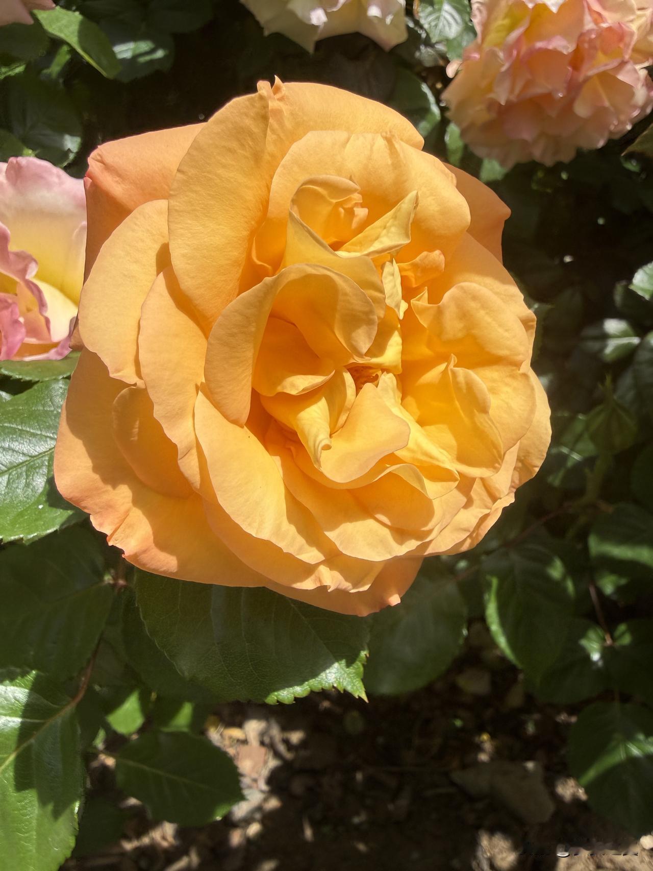 【小对联】
上：游泳馆；
下：……？