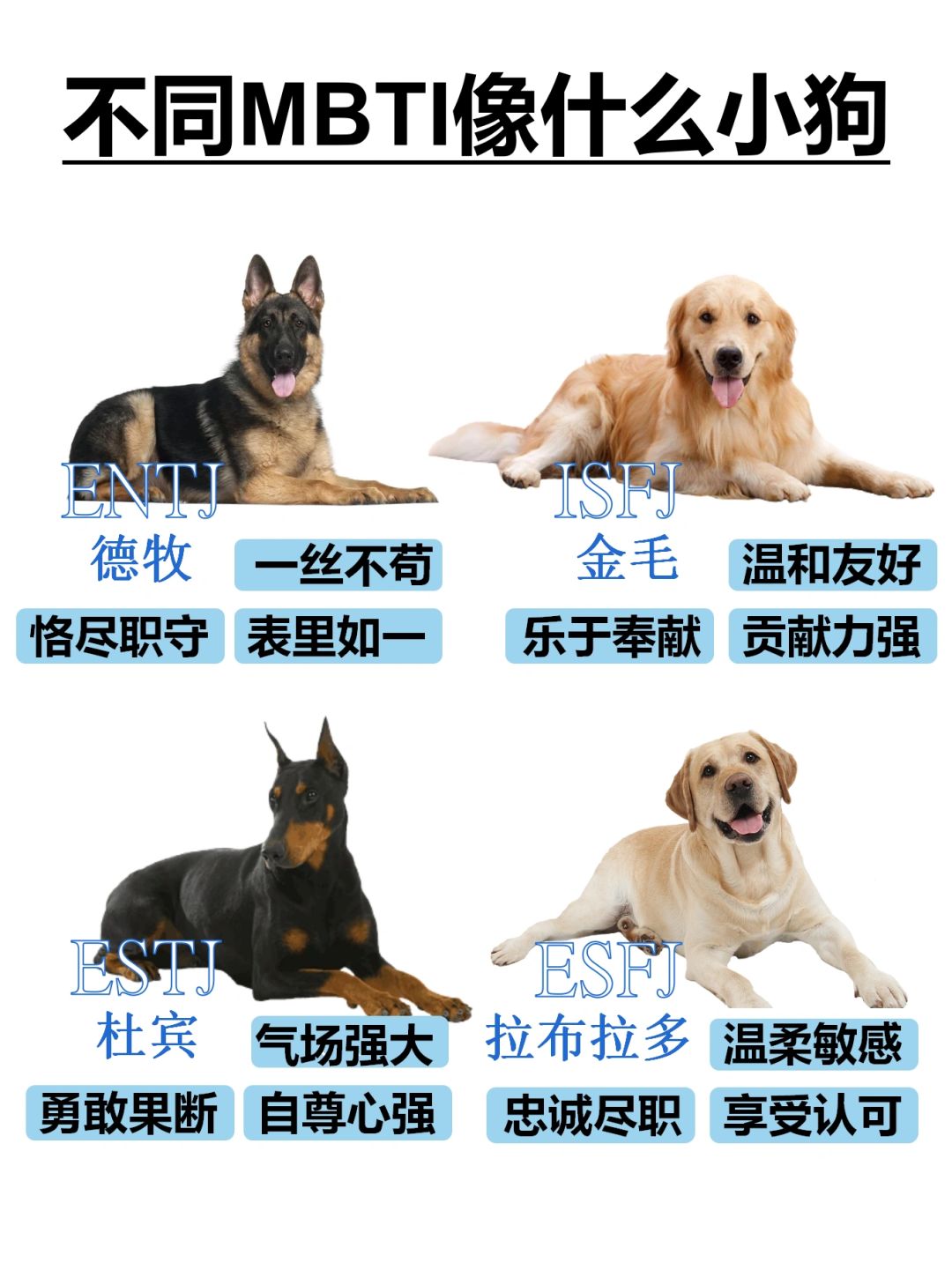 不同mbti像什么小狗（下）