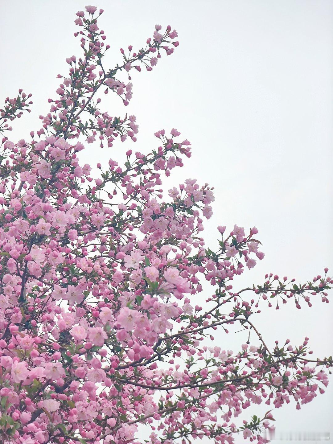  国家图书馆的一棵垂丝海棠美爆了  摄影 