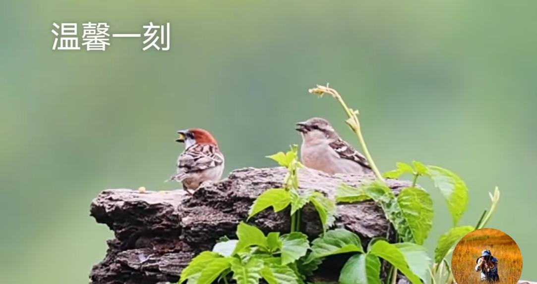 两只麻雀叫渣渣，对目相识说情话，
石头顶上筑爱巢，悉心照顾过家家。