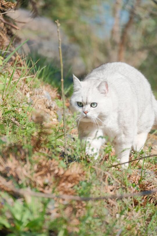 朋友说阿猫照片像ai做的