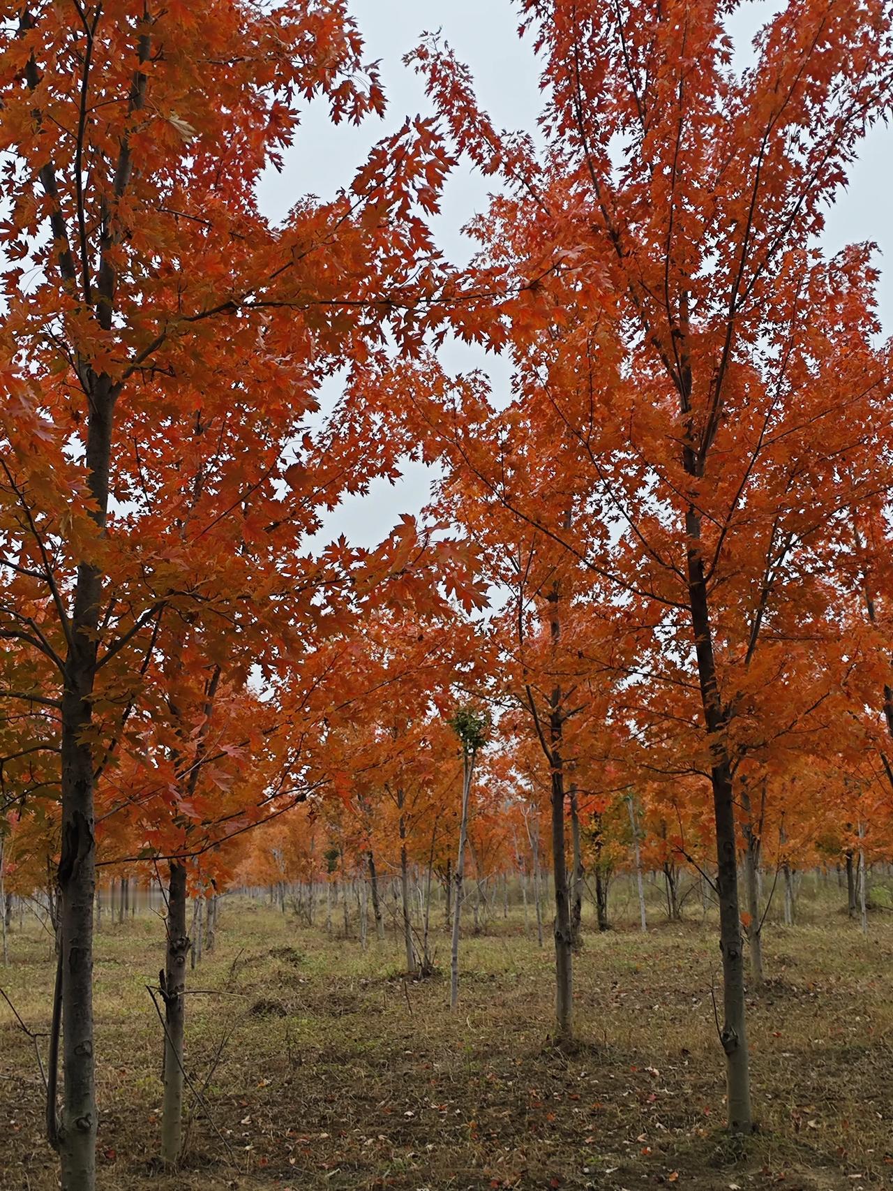 《秋日遣怀》
秋圃丹叶映苍穹，
菊香飘逸迎霜风。
心随菊韵更芬芳 ，
秋水清词霜