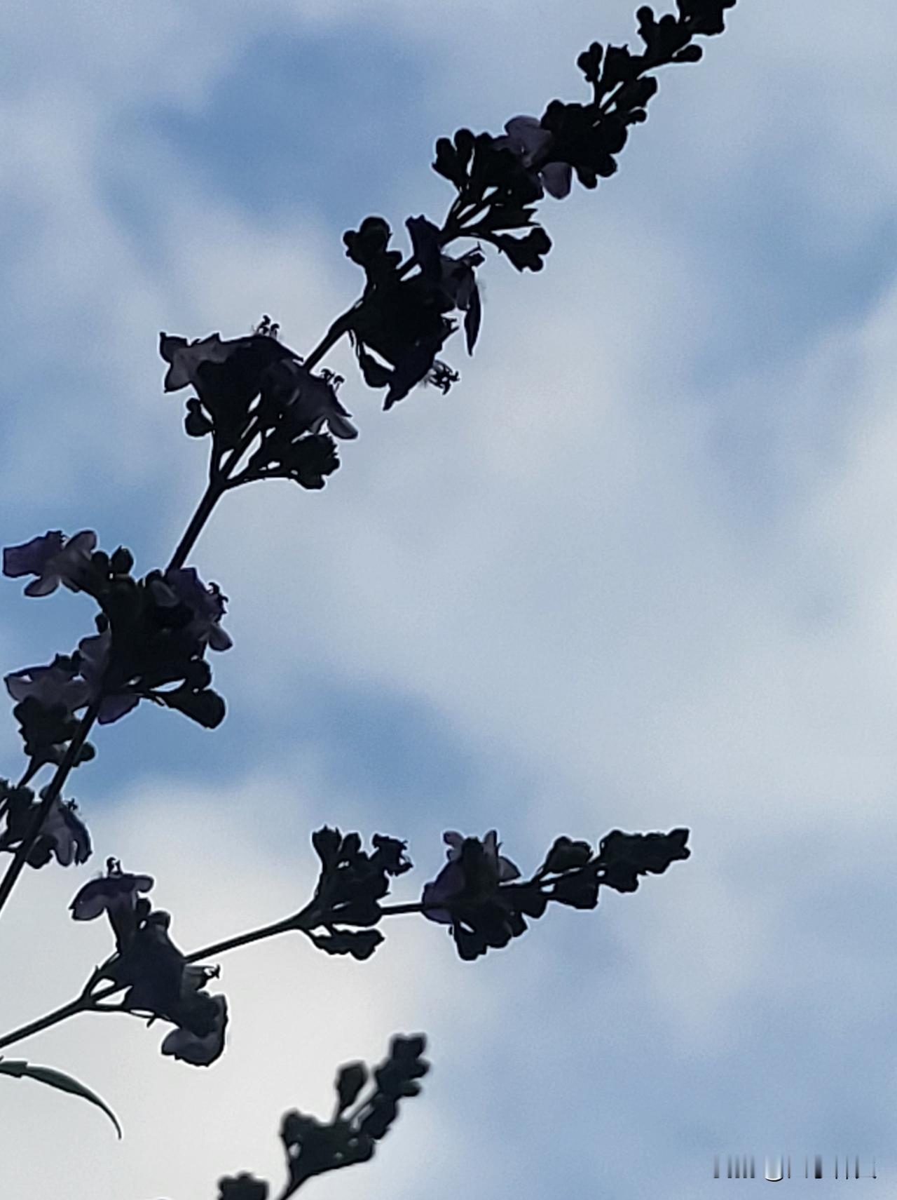 楼下那棵没人在意的小树上，最近忽然缀满了细碎的紫花。
不是那种成团成簇的招摇，每