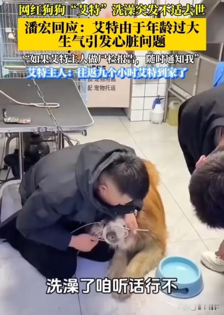 网红狗艾特之死：流量与生命的博弈

1月19日，网红小狗“艾特”在直播洗澡过程中