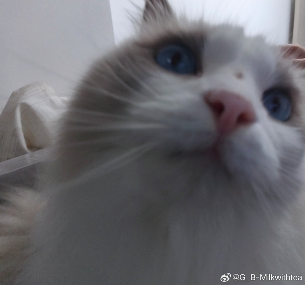 去朋友家撸猫了什么时候我也能当上铲屎官