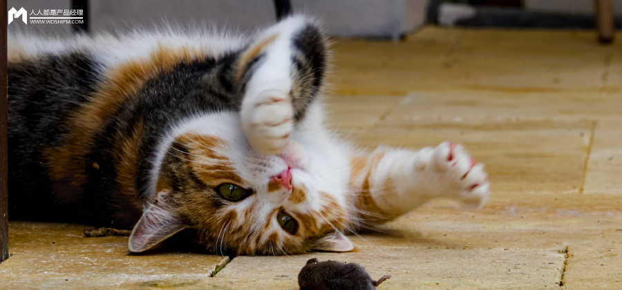 花 499元给猫买个 AI 项圈，它居然开始每天给主人写日记