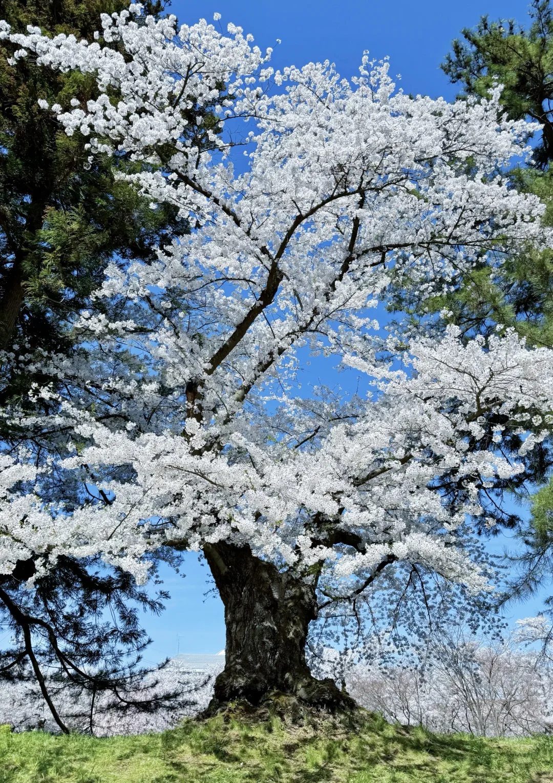 交换一张手机里舍不得删掉的春日live图