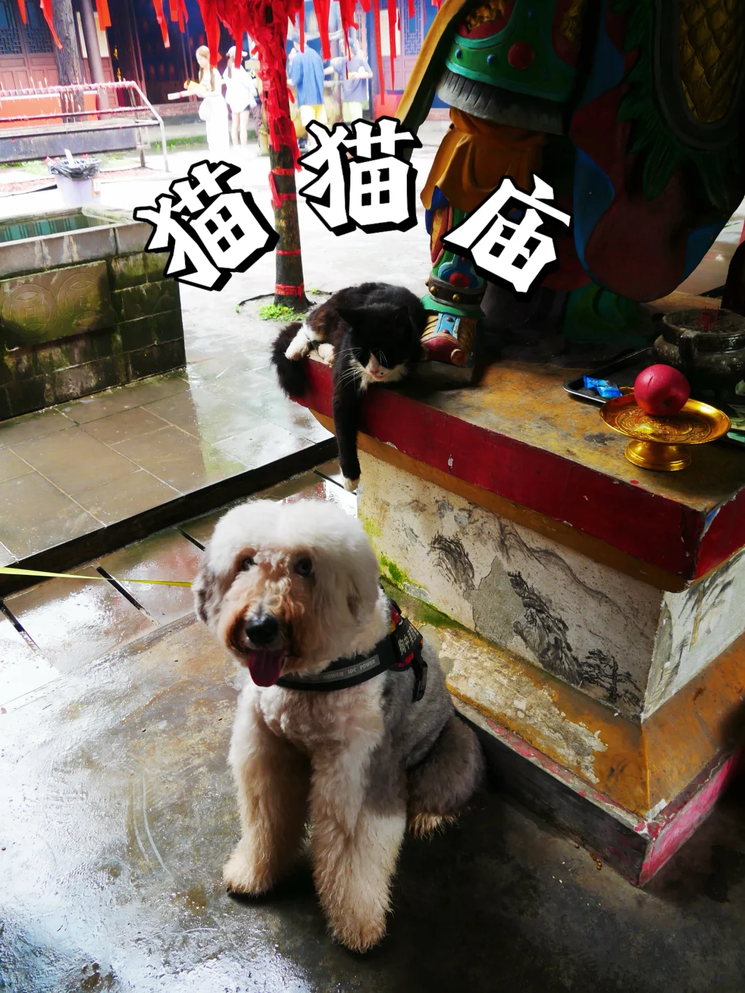 铲屎官必冲📍都江堰·赵公祖庙（猫猫庙）