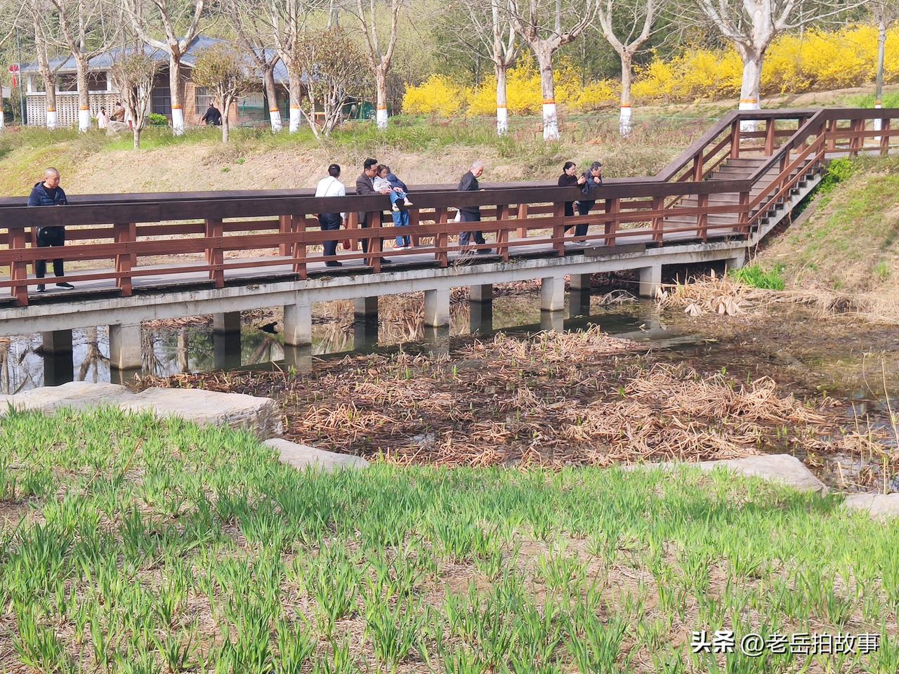 好消息！好消息！郑州市西流湖公园又添新内容，不是视觉传达，而是听力感受——听蛙鸣