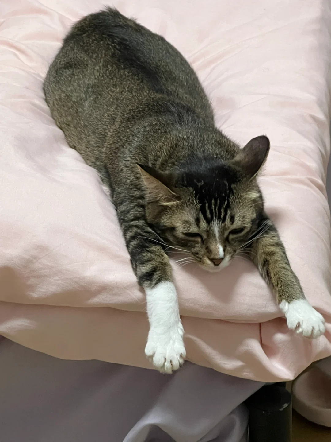 摆烂了