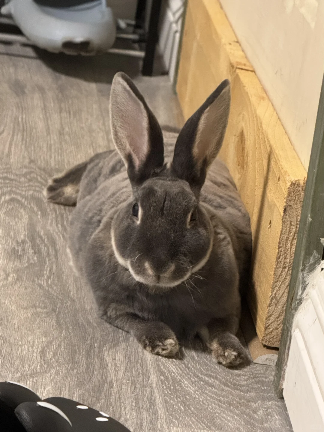 🐰盯～