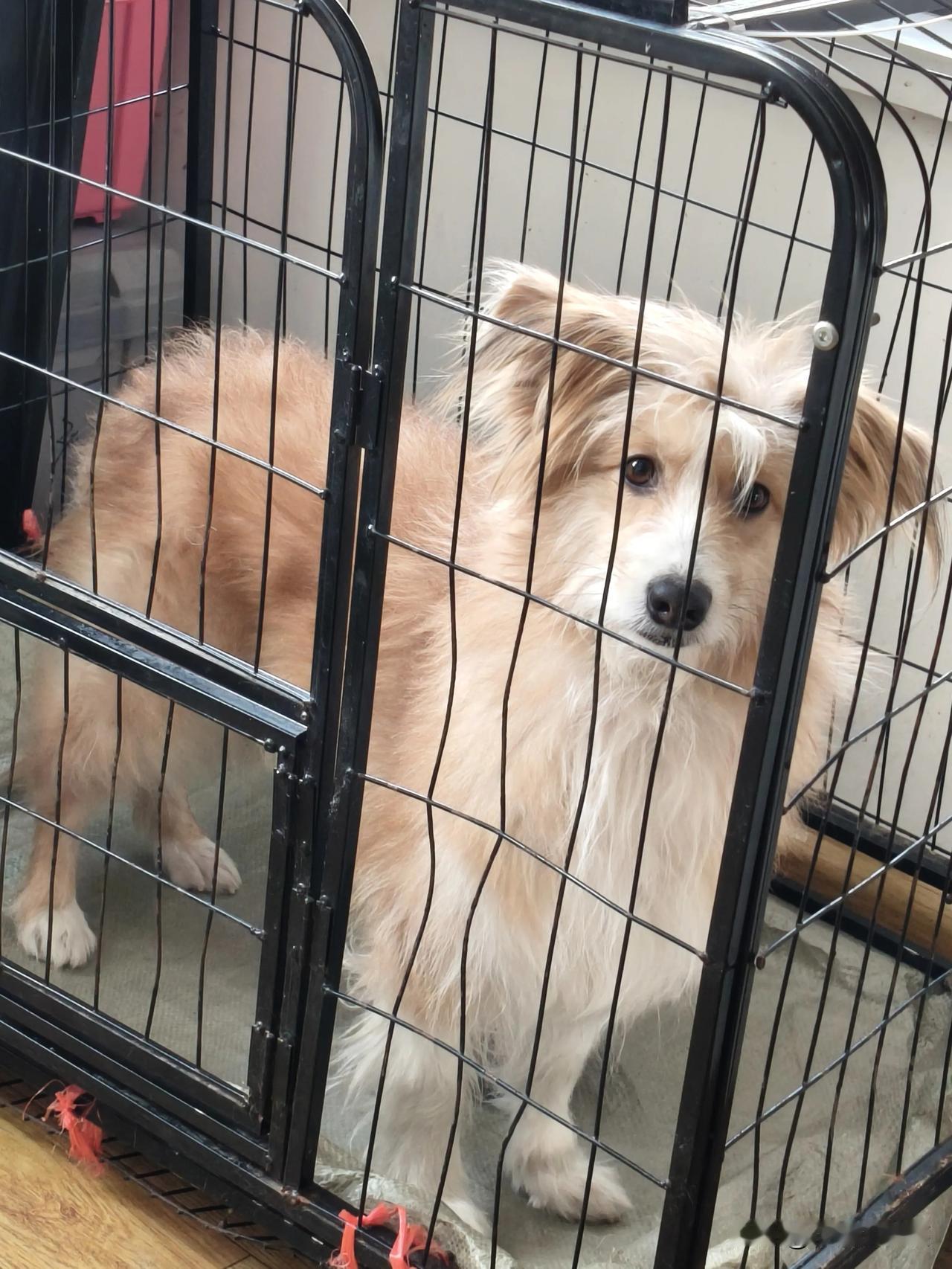 笼子都让壮咬弯了