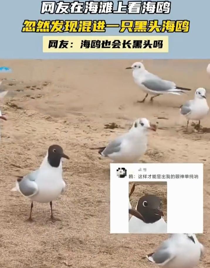 在海滩上，一群洁白的海鸥正自在地觅食、飞翔。突然，我发现鸥群里混进了一只黑头海鸥