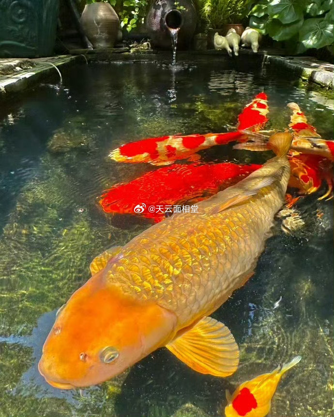 转发这条金色大锦鲤，接下来的你一定会巨巨巨巨巨巨巨巨巨巨巨巨巨巨巨巨巨巨巨巨巨巨