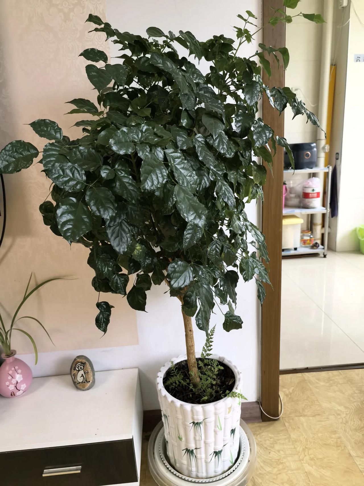 我喜欢花草树木，更喜欢拈花惹草。特别是别人不要的，养不活要死的花草树木，我都把他