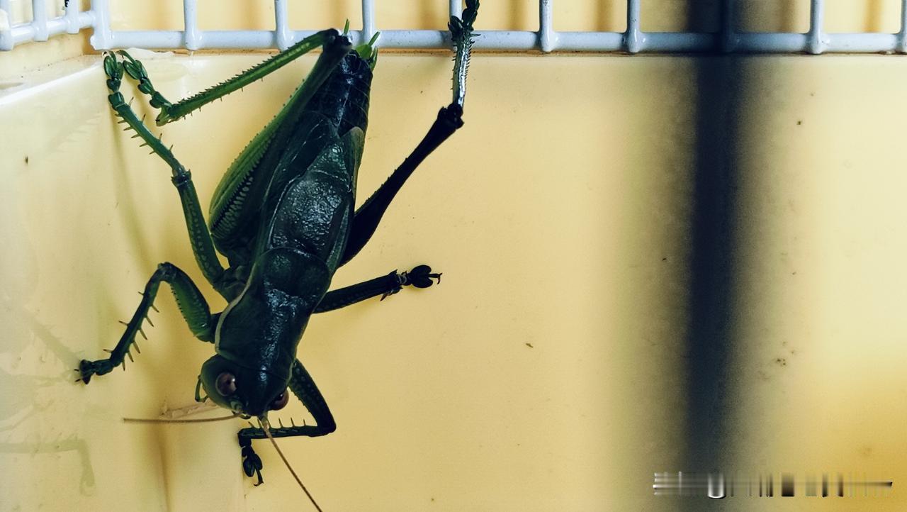夏日生活打卡季